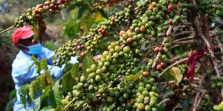 Coffee bushes