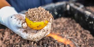 Black Soldier Fly larvae