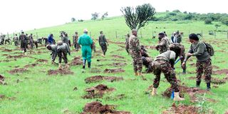 KDF soldiers planting trees in Ngong