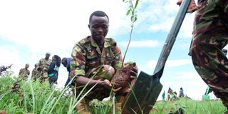 KDF soldiers planting trees in Ngong