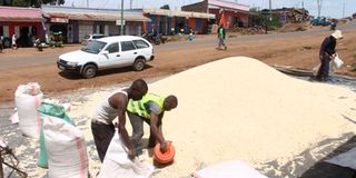 Drying maize 