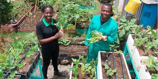 Urban Smart Gardeners