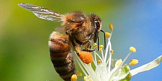 insects, pollination, climate change, bees