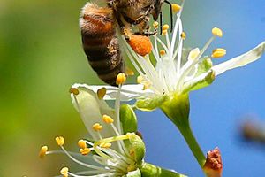 insects, pollination, climate change, bees