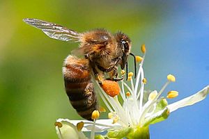insects, pollination, climate change, bees