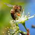 insects, pollination, climate change, bees
