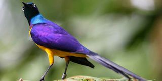 Golden-breasted Starling