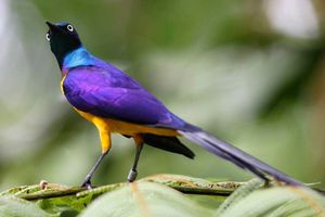 Golden-breasted Starling