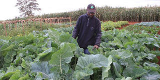 Wambugu Farmers Agricultural Training Centre