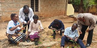 Participants show grafted mango seedlings. 