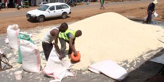 Drying maize 