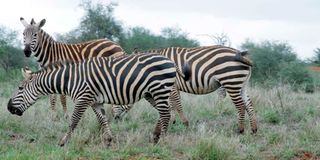 Tsavo West National Park