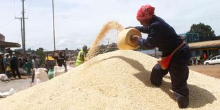 Farmers drying maize in Elburgon