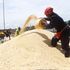 Farmers drying maize in Elburgon