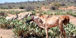 cactua, laikipia's grazing fields, naibunga conservancy