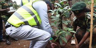 Tree planting 