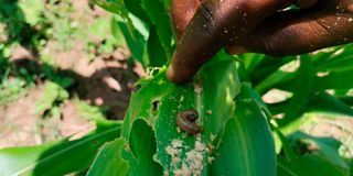 Armyworms