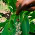 Armyworms