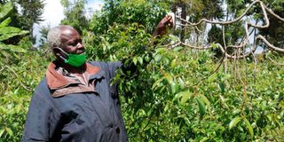 Meru miraa farmer