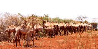 Camels feed on euphorbia in Lachathuriu, Tigania West in Meru