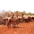 Camels feed on euphorbia in Lachathuriu, Tigania West in Meru