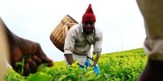 A farmer plucking tea