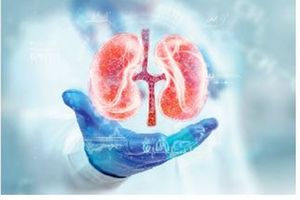 kidneys