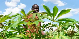 Patrick Komen, a farmer at Kabanon Kapkamak Irrigation Scheme in Kerio Valley.