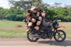 wood fuel, nature loss, biodiversity loss