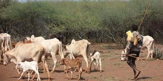 A herdsboy from Paka village in Tiaty. 