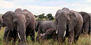 Elephants grazing at the Maasai Mara.