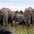 Elephants grazing at the Maasai Mara.