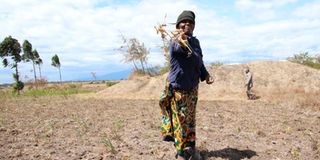 A woman inspects withered crops at her farm in Laikipia