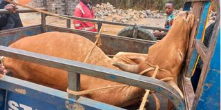 Transporting cows