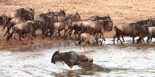 wildebeest