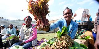 Miraa exports Somalia