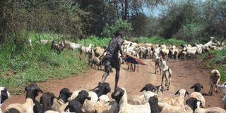 rift valley fever, monkeypox, zoonosis, 