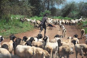 rift valley fever, monkeypox, zoonosis, 