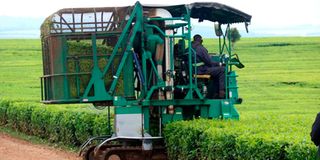 tea plucking machine