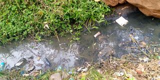 Mosquito breeding ground