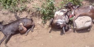 Livestock carcasses at Kapsiren village following the Saturday security operation where 40 houses were torched by police.