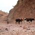 A woman drives her cows outside an excavation site at Withare village in Laikipia county.