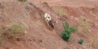 A cow grazes near an excavation site at Withare village in Laikipia county on July 19, 2022. 