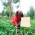 jane wanjiru, smart farming, crop rotation, climate change