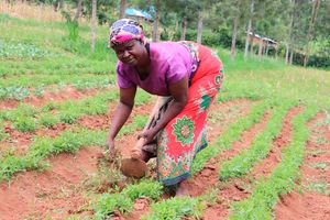traditional vegetables 
