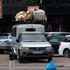 A Nairobi County Council Pick-Up vehicle loaded with hawkers merchadise