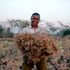 Antony Kasuu harvests Chickpea at Ithekethini Village in Machakos County.