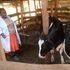 Grace Wangechi tends to her dairy cows