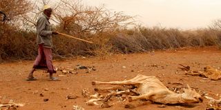 Marsabit drought