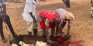 Mandera livestock